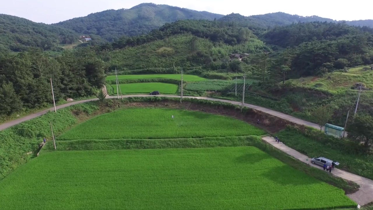 [녹색] 농촌진흥청 "장마철 적기 방제로 벼 병해 대비" / YTN