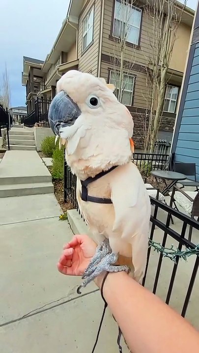 Parrot Imitates Frog / Papagalul imită o broască