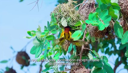 Tchad : CNPCIC Met l'Environnement au Cœur du Développement Durable 🌱