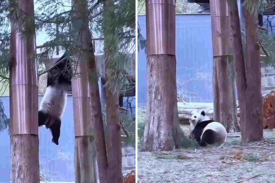 Panda goffi che cadono dagli alberi in video esilaranti