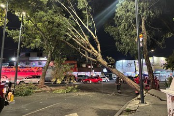 Caída de árbol bloquea la vialidad en la alcaldía Álvaro Obregón, CDMX