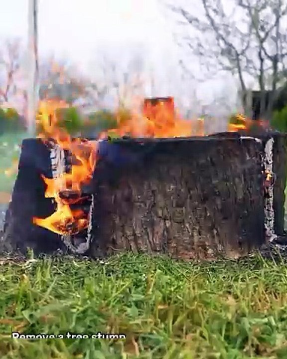 Remove a tree stump without damaging roots!