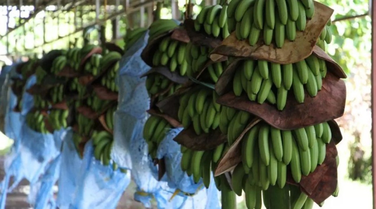 Mulino se refiere al futuro de Chiquita Panamá y la situación  en Bocas del Toro