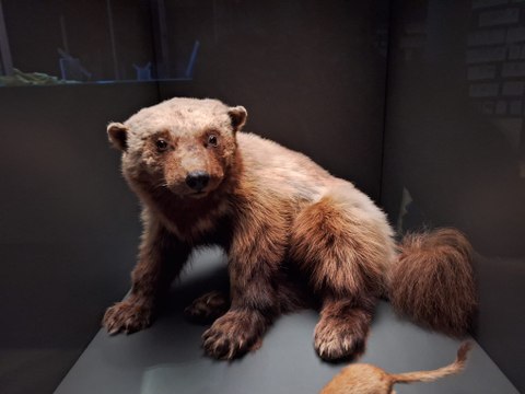 Dans les coulisses du musée zoologique de Strasbourg