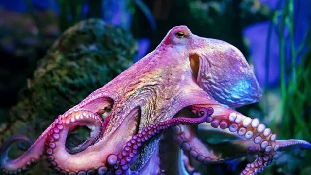 Großer Fang von Mittelmeerkraken im Wert von 158.000 Pfund vor den Kanalinseln gefangen.