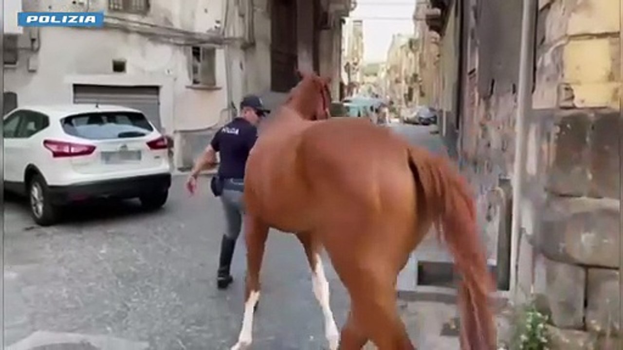 Catania: sequestrato cavallo dalla Polizia di Stato