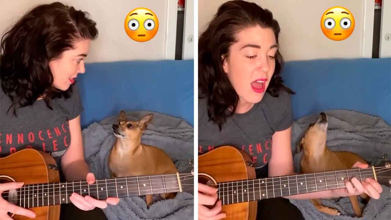 Hund stiehlt die Show, indem er im lustigen Video im richtigen Moment mit Frauchen ‘singt’