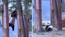 Tollpatschige Pandas stürzen in lustigen Videos von Bäumen