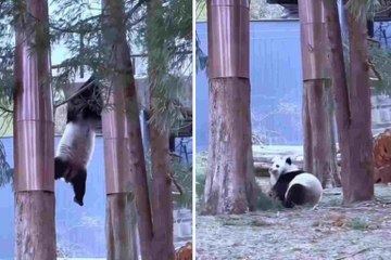 Tollpatschige Pandas stürzen in lustigen Videos von Bäumen