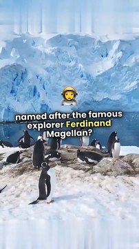 Magellanic Penguins: The Waddling Wonders of Patagonia & Beyond!