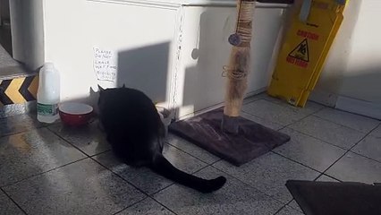 Elvis in the Wellington laundrette on North Street