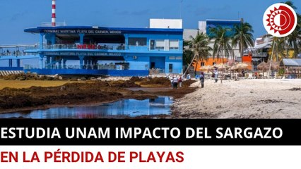 La UNAM estudia los impactos del sargazo en la pérdida de playas y praderas marinas