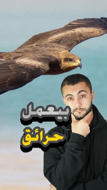 🔥 طائر يستغل النار لصيد فريسته؟https://psce.pw/7qdzsk#النواة #طائر_الحدأة #Alnawa #dubai🇦🇪 #dubailife #Firehawk_raptor  #trending #travel #nature #wildlife