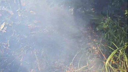 Fumaça toma conta do viaduto da Avenida Piquiri após incêndio em vegetação