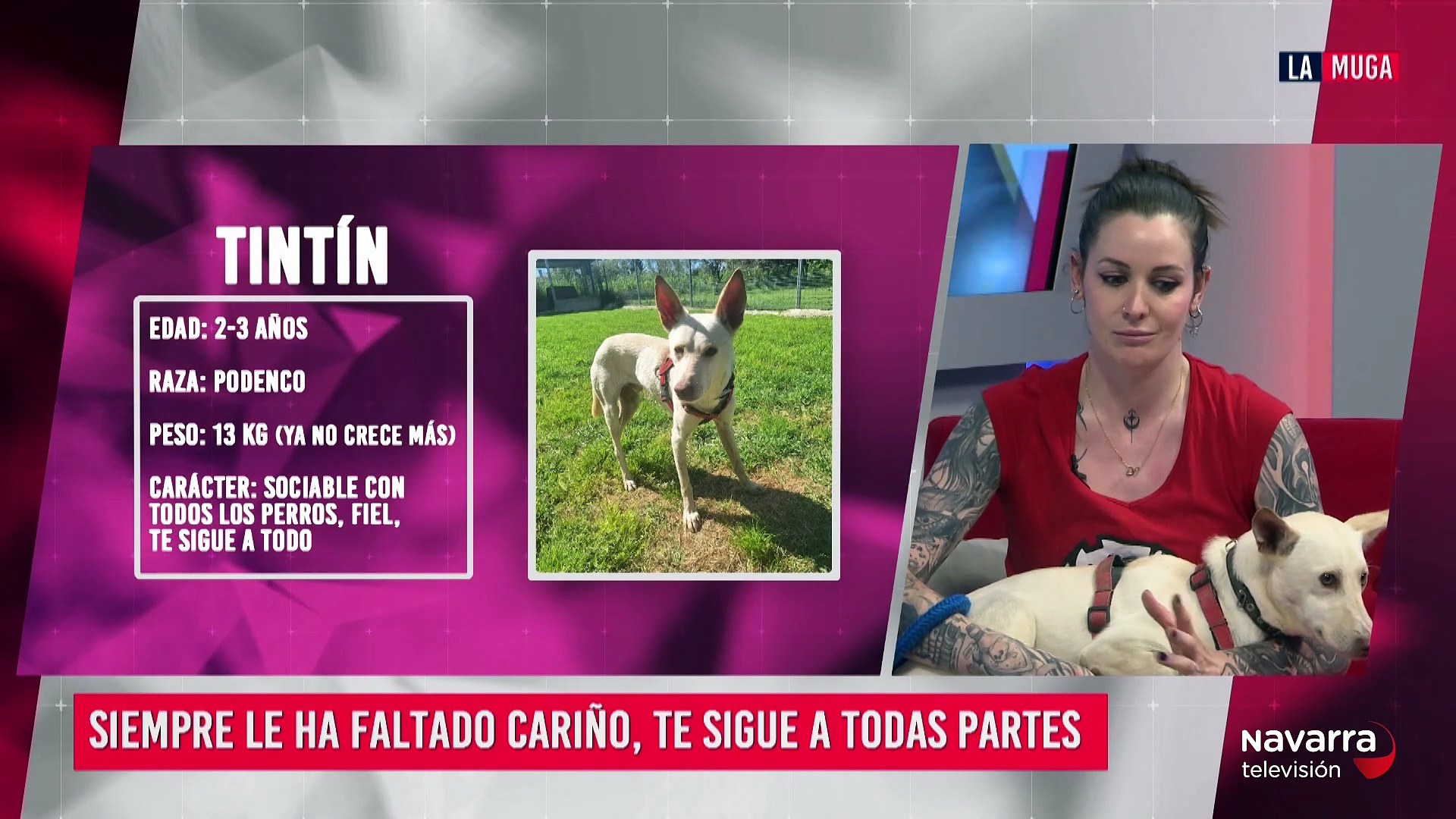 Adopta a Tintin, un podenco de 3 años , muy sociable y cariñoso