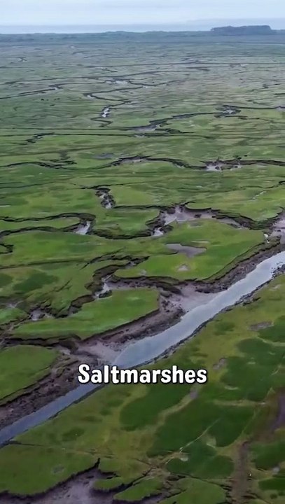 Alys Laver, of the Wildfowl and Wetlands Trust, talks about Steart Marshes and the species and plant life which live there.