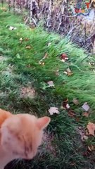 Cat Rescued From Parking Lot Becomes Total Daddy’s Boy 🥹💙🚗