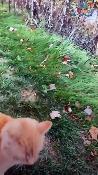 Cat Rescued From Parking Lot Becomes Total Daddy’s Boy 🥹💙🚗