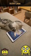 Cutest Cat Activities That Will Melt Your Heart | Funny & Adorable Moments  #CuteCats #CatActivities #FunnyPets #ViralCats #CatLovers
