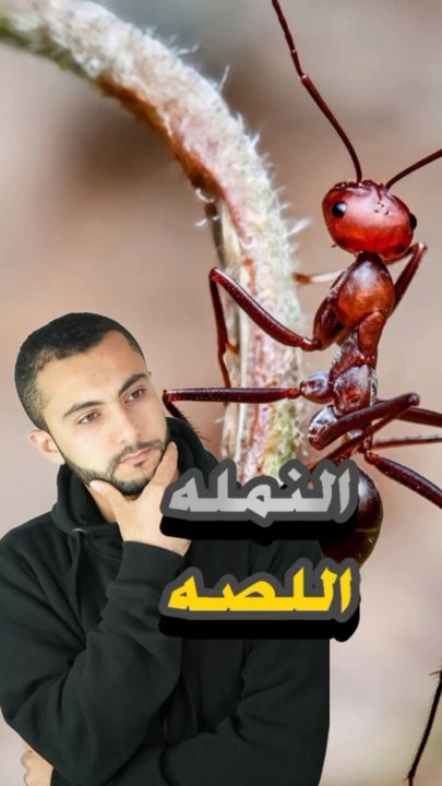 🕵️‍♂️ نملة بتضحك على باقي النمل وتسرق أكلهم؟https://psce.pw/7qefk8#النواة #نمل_اللصوص #نملة_متسللة#Alnawa #dubai🇦🇪 #dubailife #infiltrator_ants #trending #travel #nature #wildlife