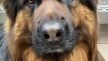Dogs Being Dogs 🐶 – Silly, Sweet & Relatable Reels