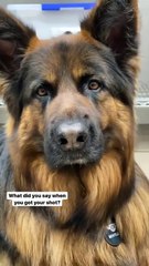 Dogs Being Dogs 🐶 – Silly, Sweet & Relatable Reels