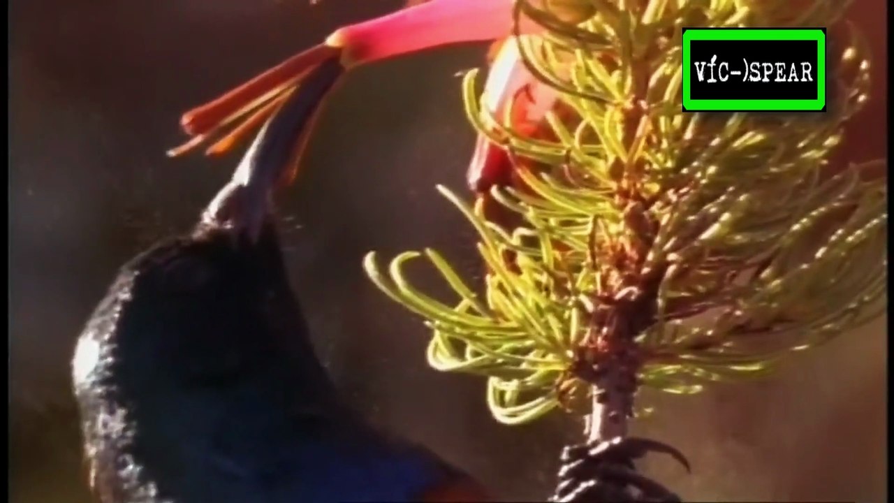 La Vida de las Aves: Apetito insaciable - Documental 1998 - Español Latino - Episodio 3