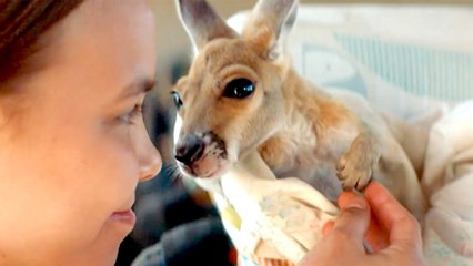 Hop Into the Heart: Kangaroo Trailer Promises Laughs, Tears, and Joey Cuddles