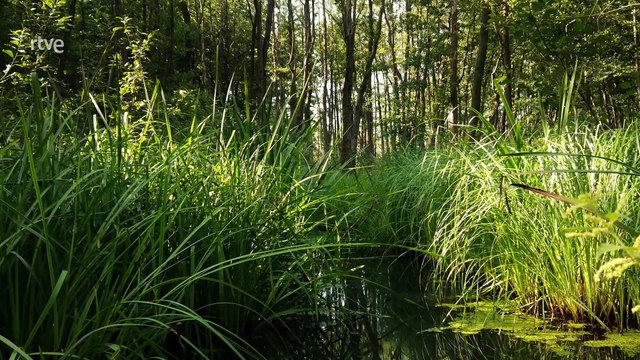 Imperios y Epidemias: Antiguas civilizaciones
