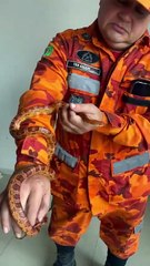 Cobra exótica é resgatada em banheiro de apartamento em Fortaleza