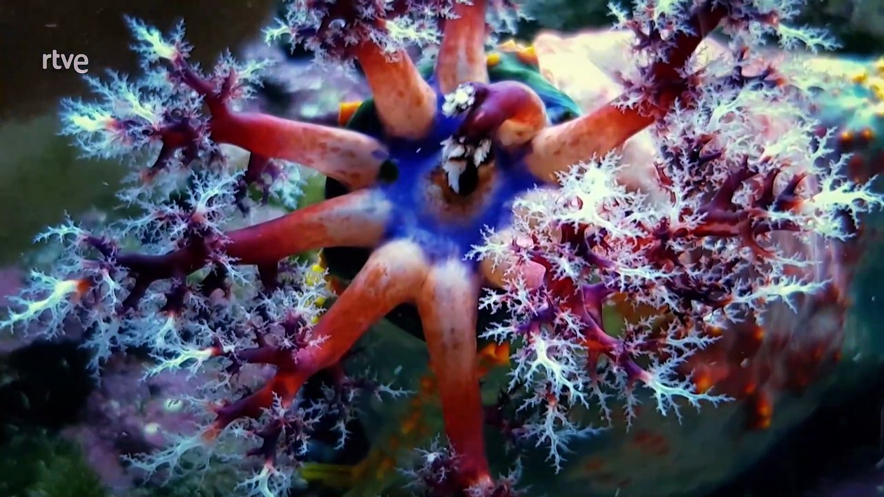 Las criaturas más peculiares