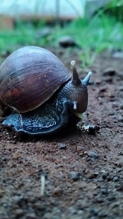 SNAILS ARE EATING AGAIN