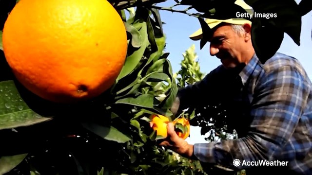 Tougher growing conditions putting the squeeze on citrus farmers