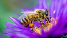 Amazing Bee Facts Every Aspiring Beekeeper Should Know!