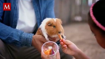 ¿Es buena idea que los pequeños tengan mascotas? Esto dice una experta