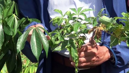 Phòng trừ bọ phấn trắng tác nhân gây bệnh Khảm Lá Khoai Mì