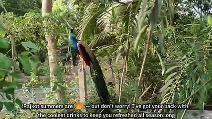 Rakesh Rajdev Best Summer Coolers to Beat the Heat in Rajkot!