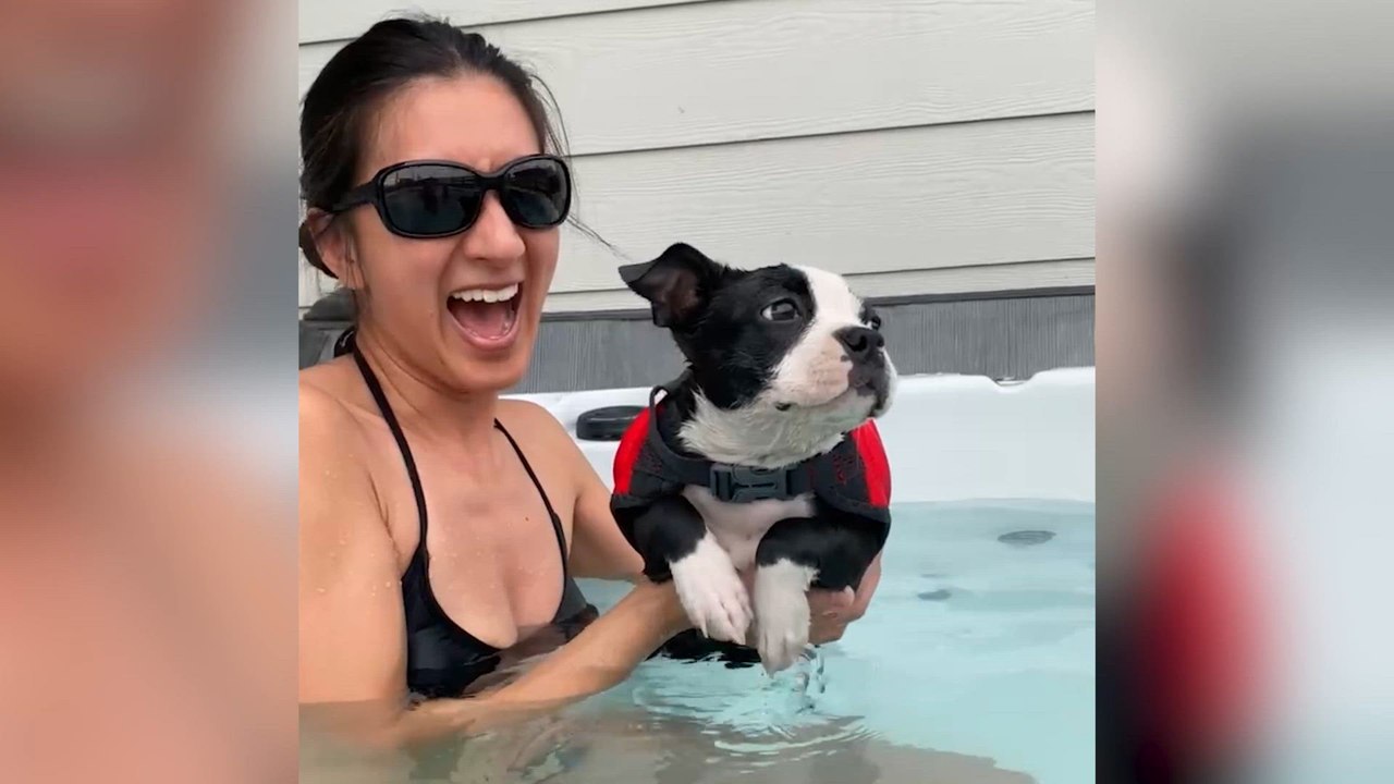 Funny Dogs