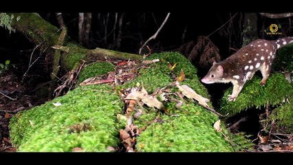Tasmania - Rumah spesies marsupial terbesar di dunia!
