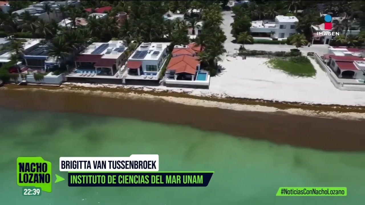 Más de 37 millones de toneladas de sargazo han llegado a las costas del Caribe y Yucatán