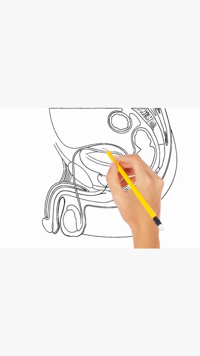 How to draw and label the male reproductive organs