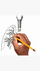 Draw and label lungs like a pro