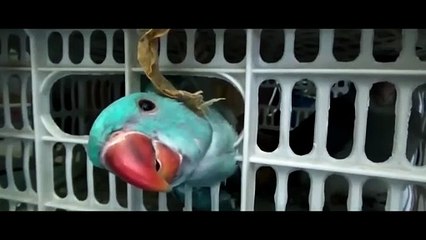 Ellis Park | movie | 2025 | Official Trailer