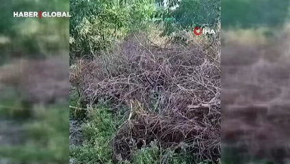 Yılanların çiftleşme ritüeli, Hatay'da heyecan yarattı