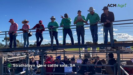 Strathalbyn store cattle sale - June 13, 2025
