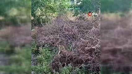 İki yılanın yaptığı dans böyle görüntülendi