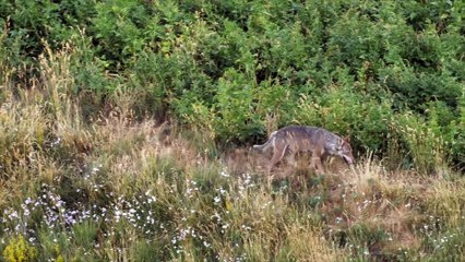 In marcia coi lupi (Guarda l'inizio del film)