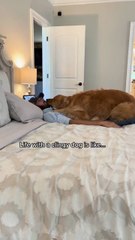 My dog is so clingy! #dog #goldenretriever