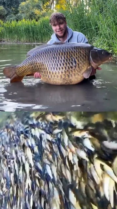 Huge big fish