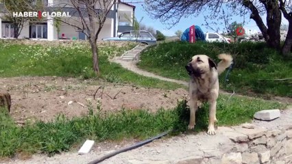 Köpeğin dron ile imtihanı gülümsetti